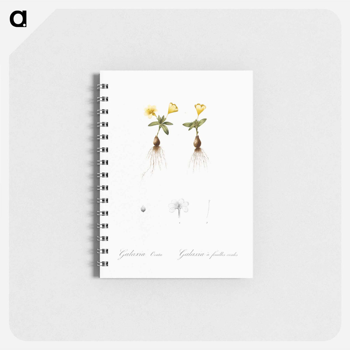 Cape tulip illustration - ピエール ジョゼフ ルドゥーテ Memo.