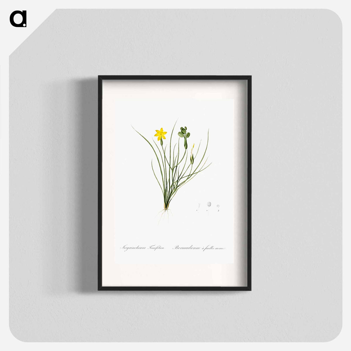 Golden blue-eyed grass illustration - Pierre Joseph Redouté Poster.