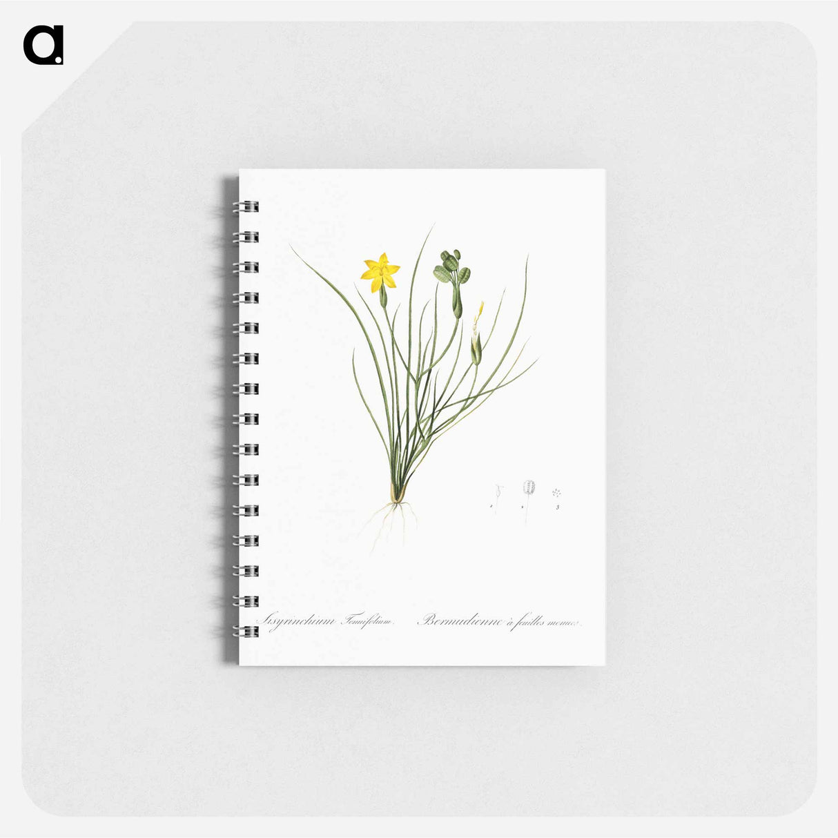 アートメモ帳-Golden blue-eyed grass illustration - ピエール ジョゼフ ルドゥーテ Memo.