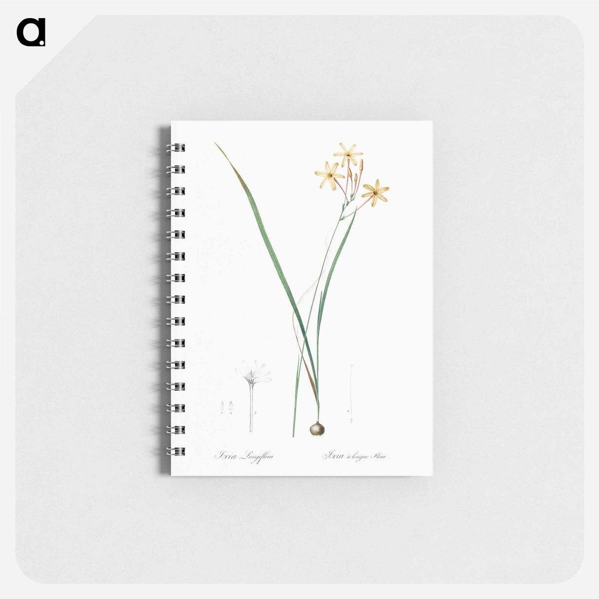 Ixia longiflora illustration - ピエール ジョゼフ ルドゥーテ Memo.