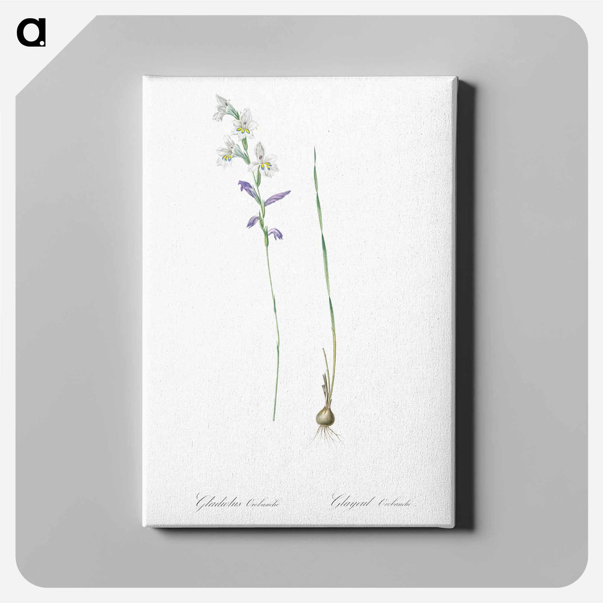 アートパネル-Gladiolus orobanche illustration - ピエール ジョゼフ ルドゥーテ Canvas.