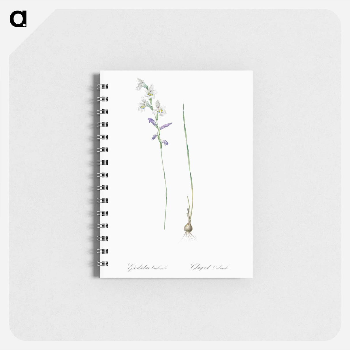 Gladiolus orobanche illustration - ピエール ジョゼフ ルドゥーテ Memo.