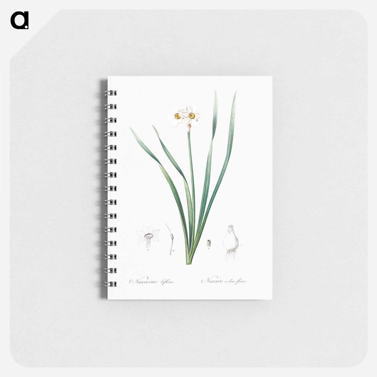 Primrose-peerless - ピエール ジョゼフ ルドゥーテ Memo.