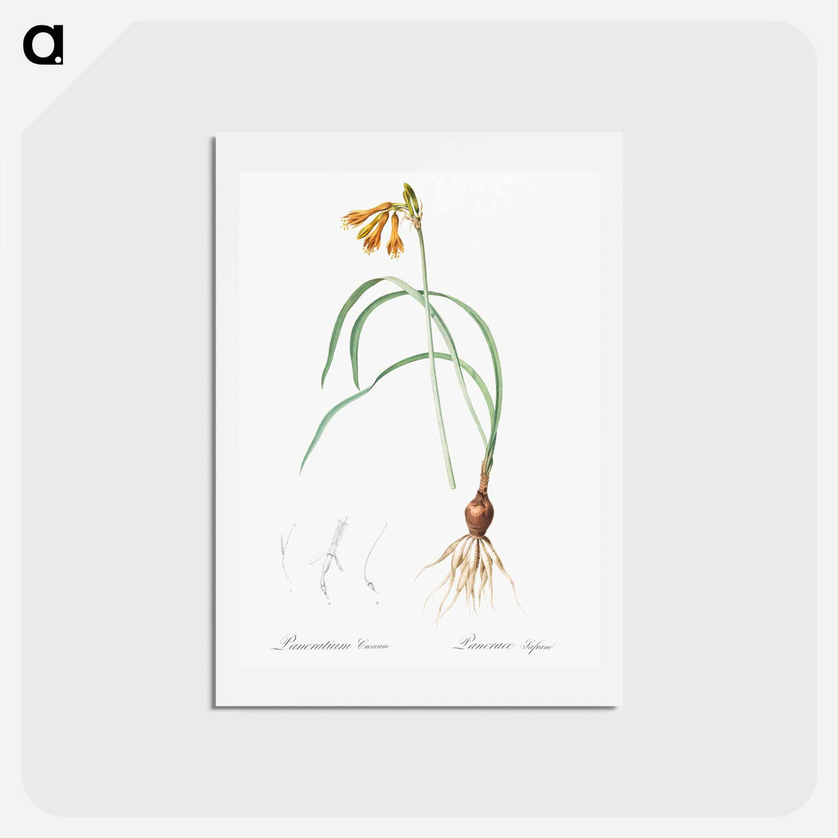 アートポストカード-iPancratium croceum llustration from Les liliacées - ピエール ジョゼフ ルドゥーテ Postcard.