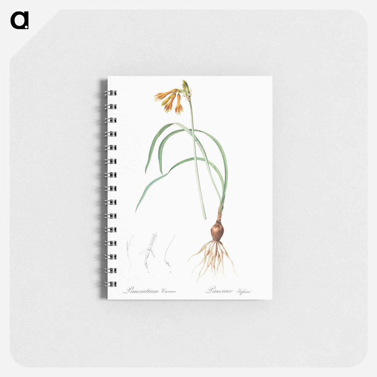 iPancratium croceum llustration from Les liliacées - ピエール ジョゼフ ルドゥーテ Memo.