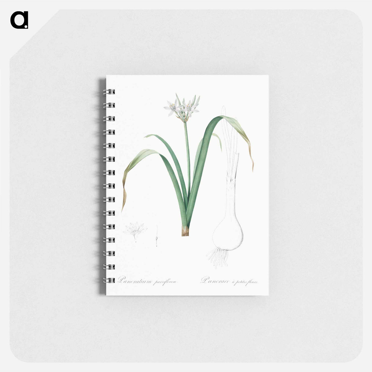 Small-flowered pancratium illustration - ピエール ジョゼフ ルドゥーテ Memo.