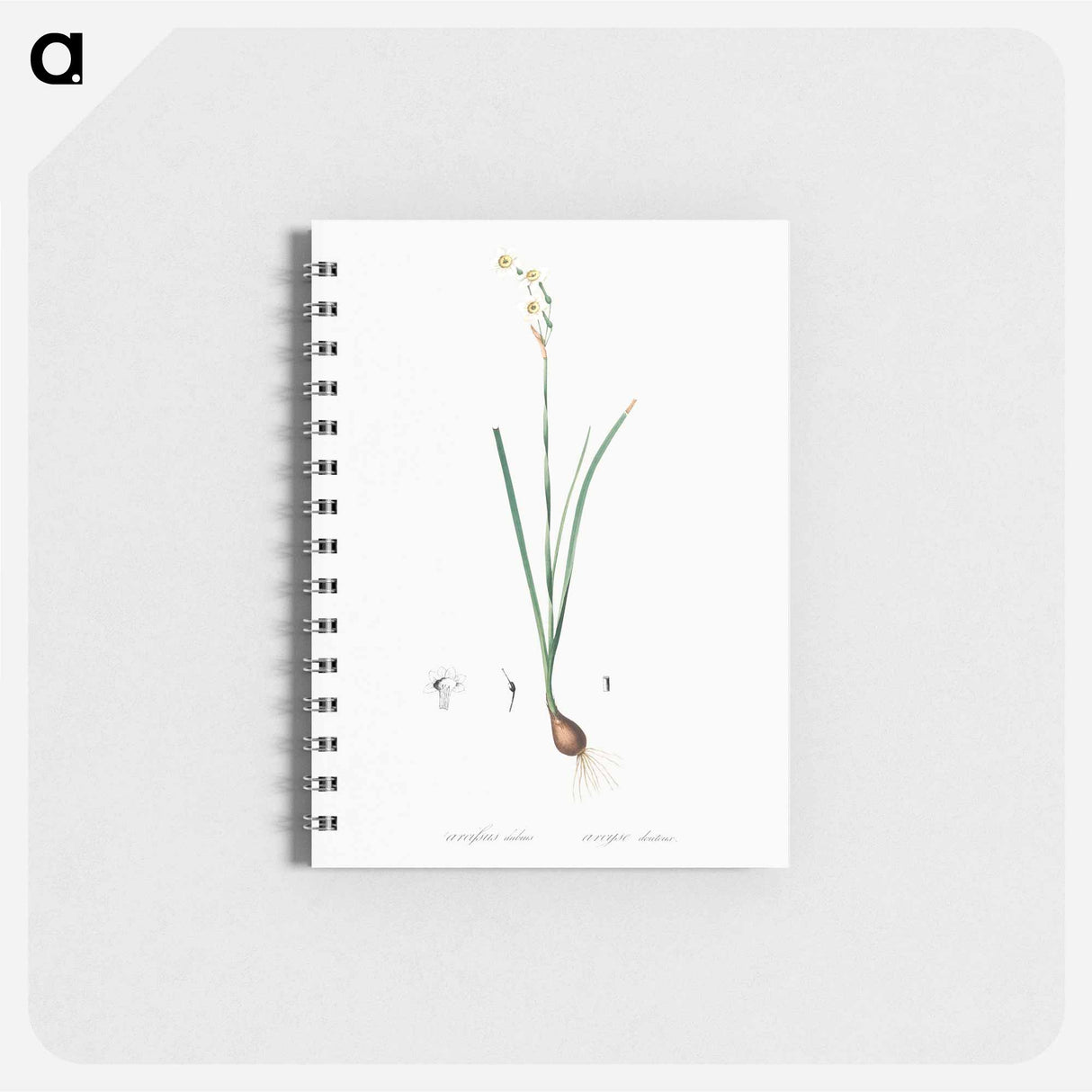 Species daffodil illustration - ピエール ジョゼフ ルドゥーテ Memo.