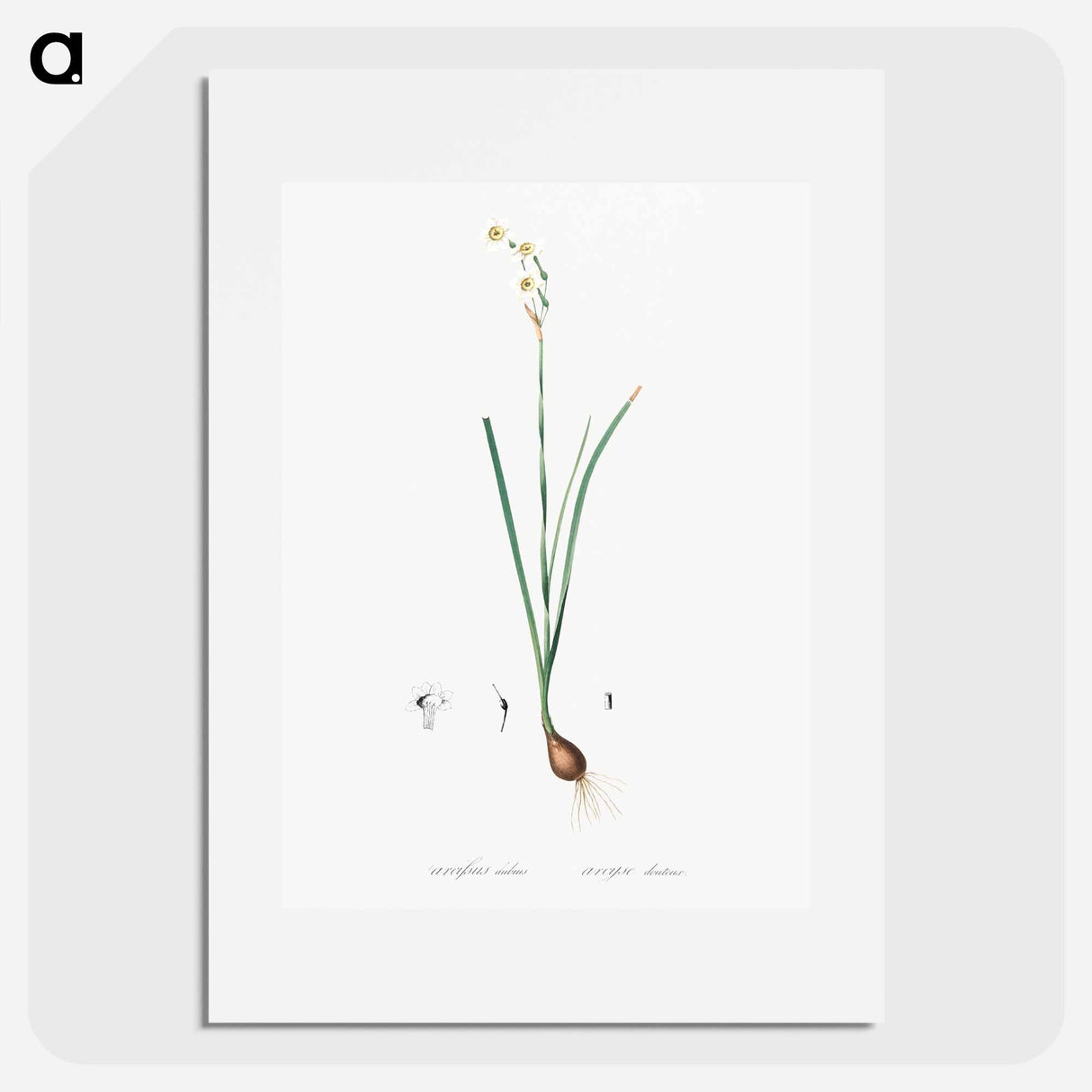 Species daffodil illustration - Pierre Joseph Redouté Poster.