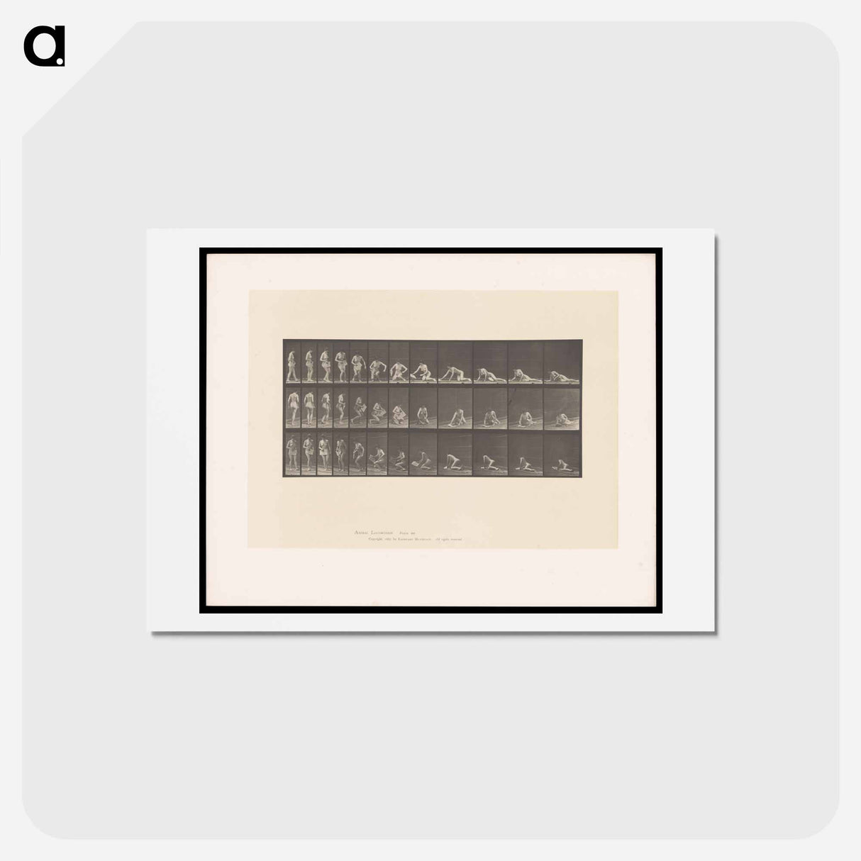 アートポストカード-Decomposition
- エドワード マイブリッジ Postcard.