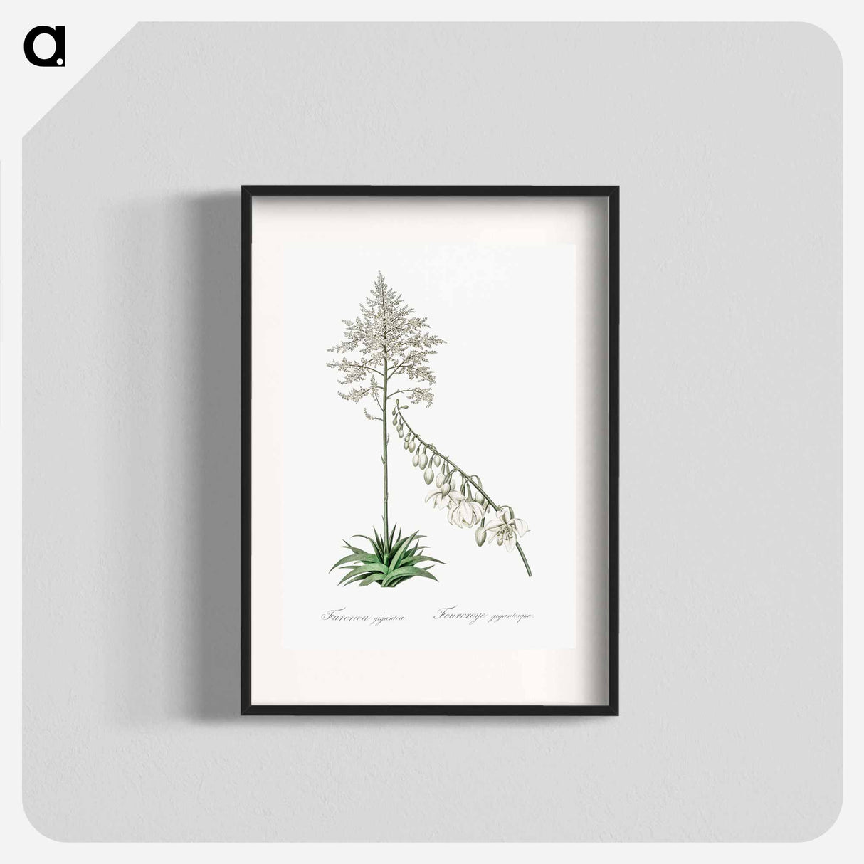 Giant cabuya illustration - Pierre Joseph Redouté Poster.