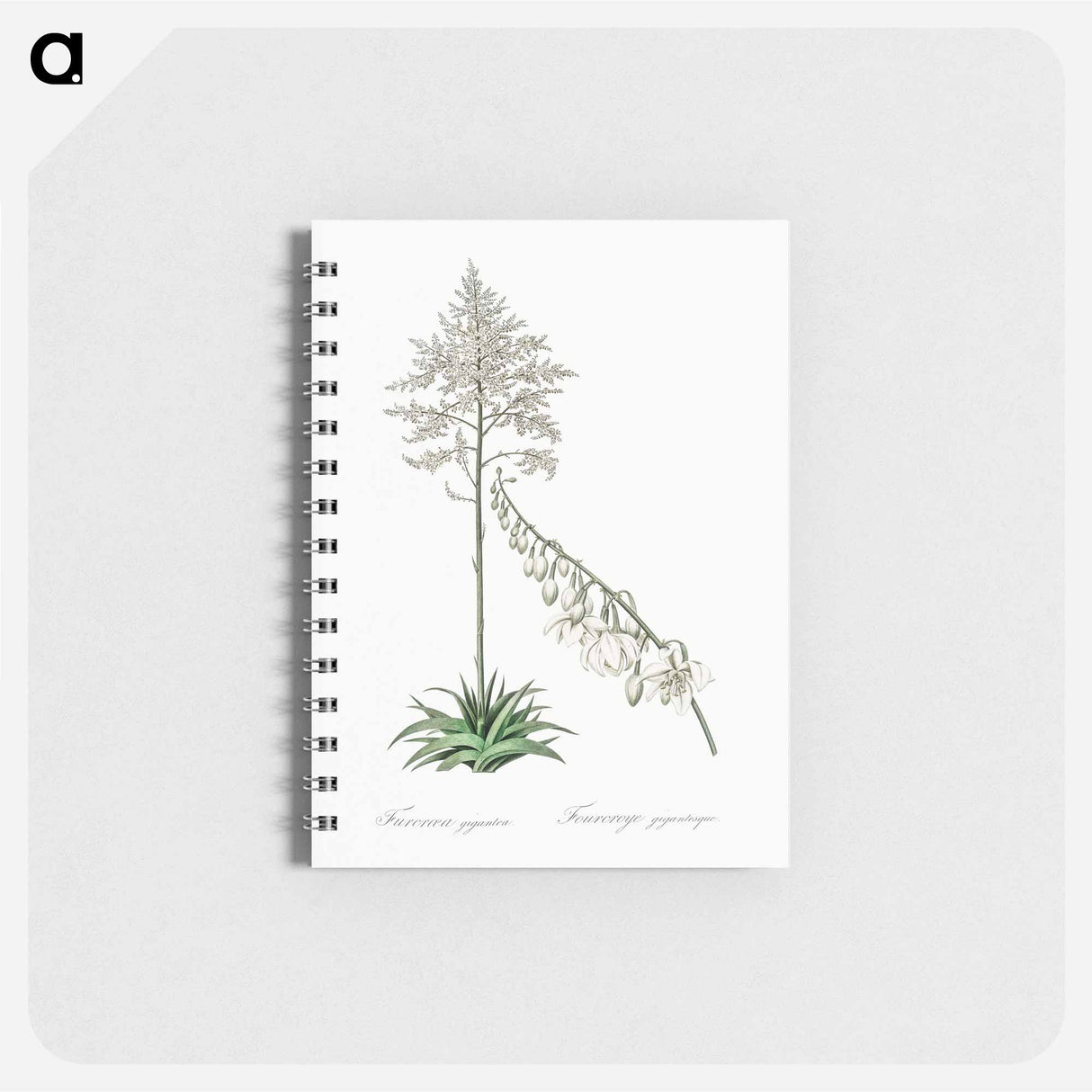 Giant cabuya illustration - ピエール ジョゼフ ルドゥーテ Memo.