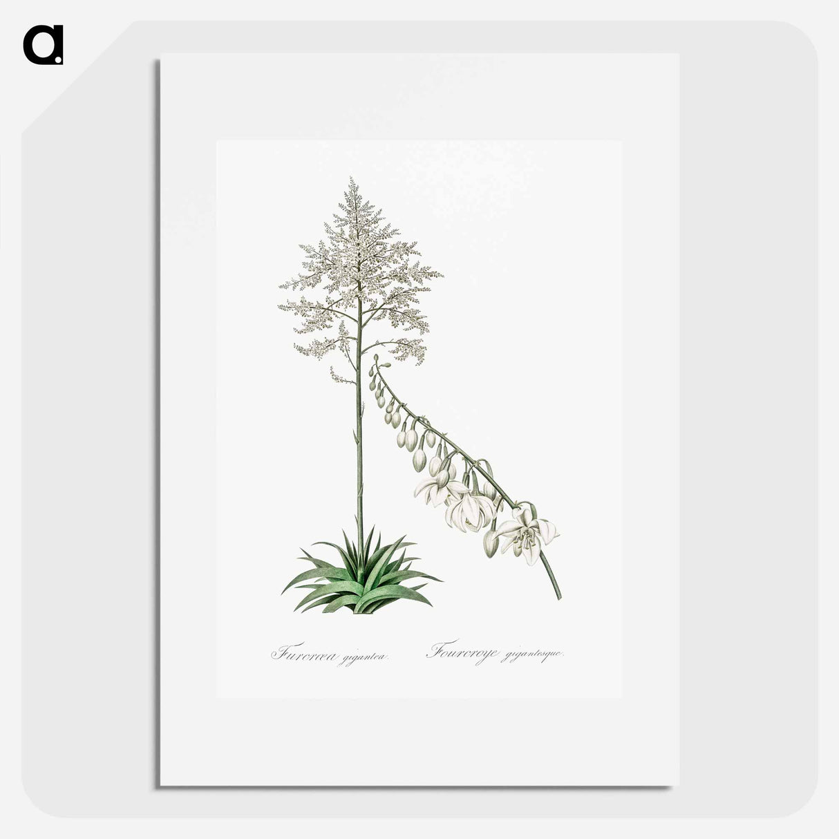 Giant cabuya illustration - Pierre Joseph Redouté Poster.