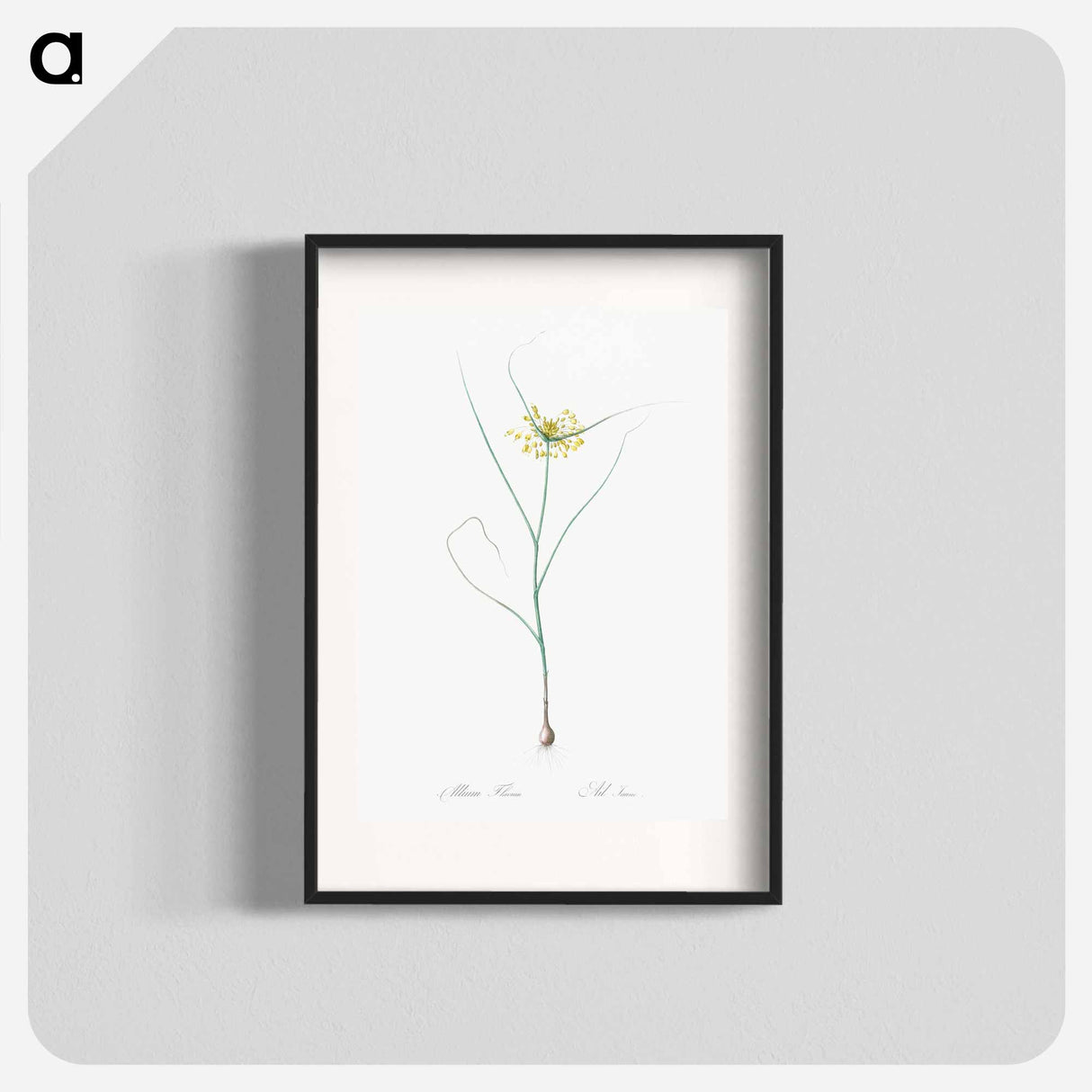 Small yellow onion illustration - Pierre Joseph Redouté Poster.