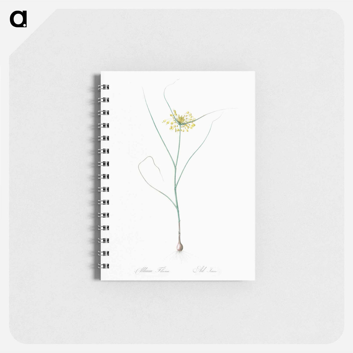 Small yellow onion illustration - ピエール ジョゼフ ルドゥーテ Memo.