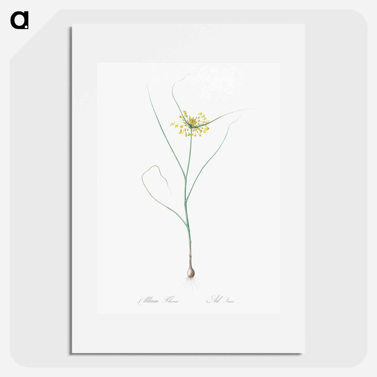 Small yellow onion illustration - Pierre Joseph Redouté Poster.