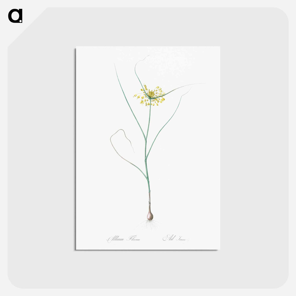 アートポストカード-Small yellow onion illustration - ピエール ジョゼフ ルドゥーテ Postcard.
