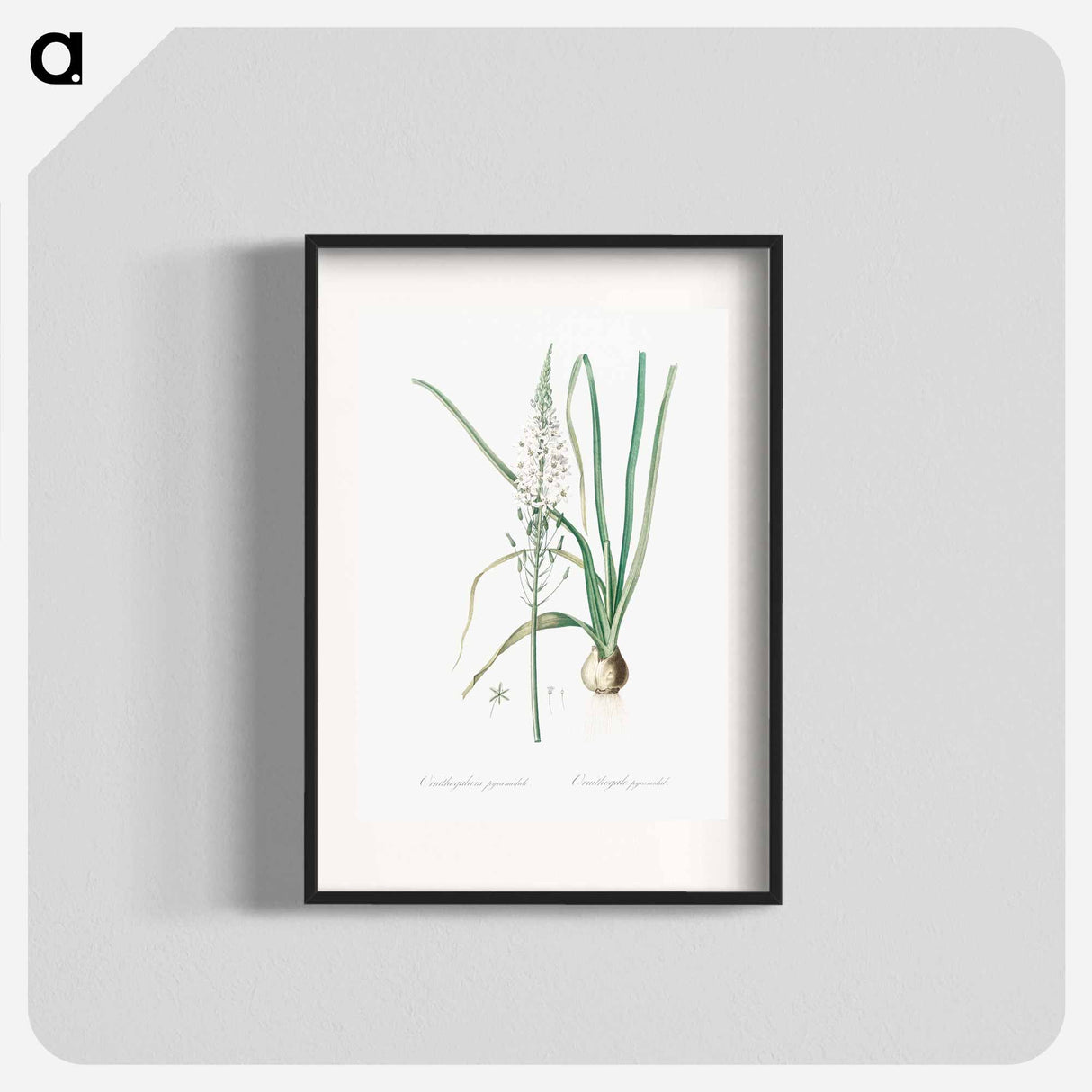 Star-of-Bethlehem - Pierre-Joseph Redouté Poster.