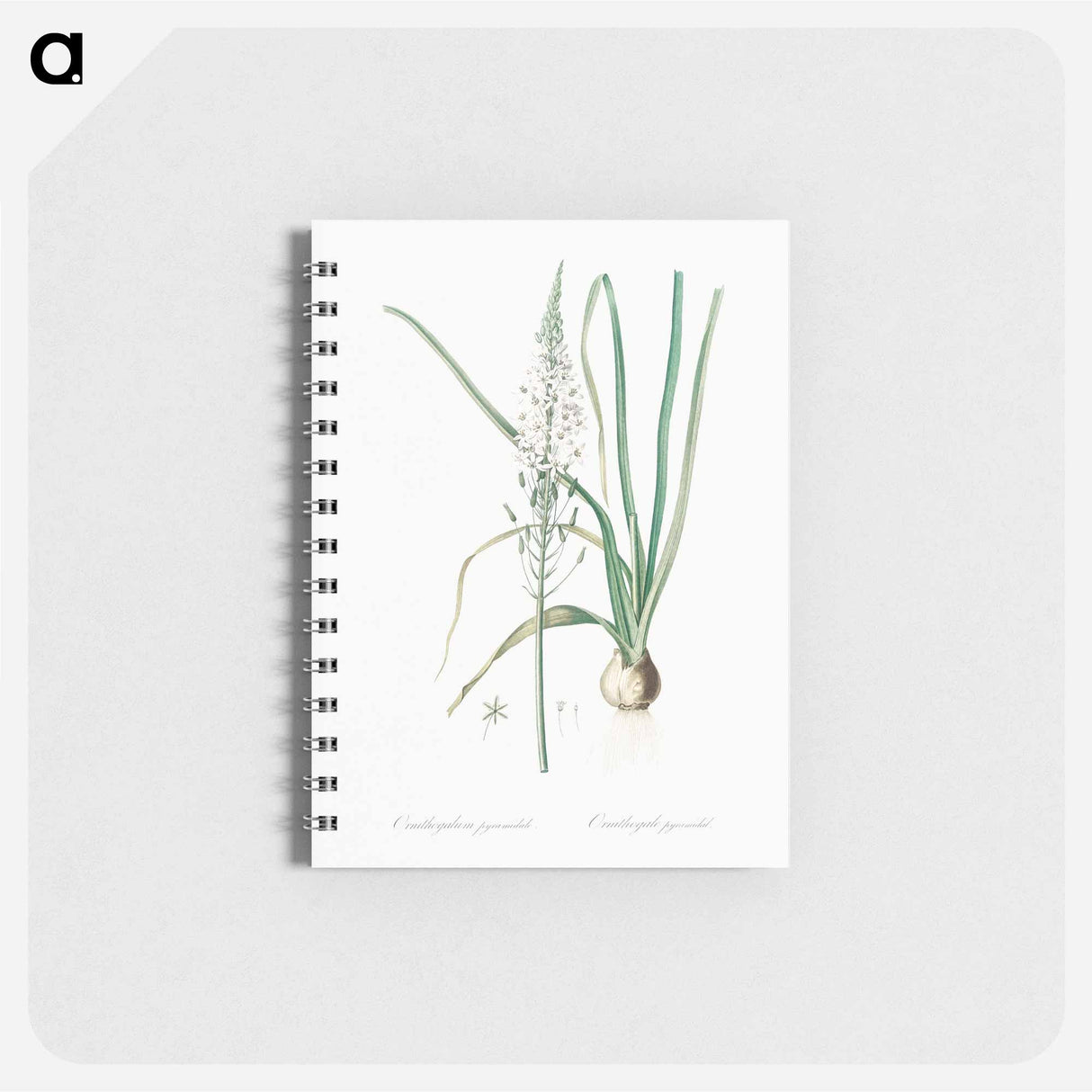 Star-of-Bethlehem - ピエール ジョゼフ ルドゥーテ Memo.