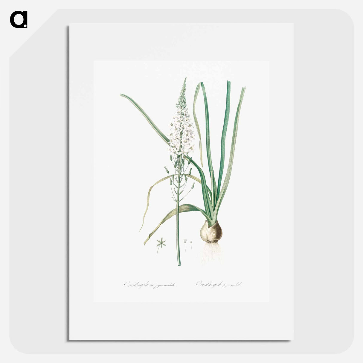 Star-of-Bethlehem - Pierre-Joseph Redouté Poster.