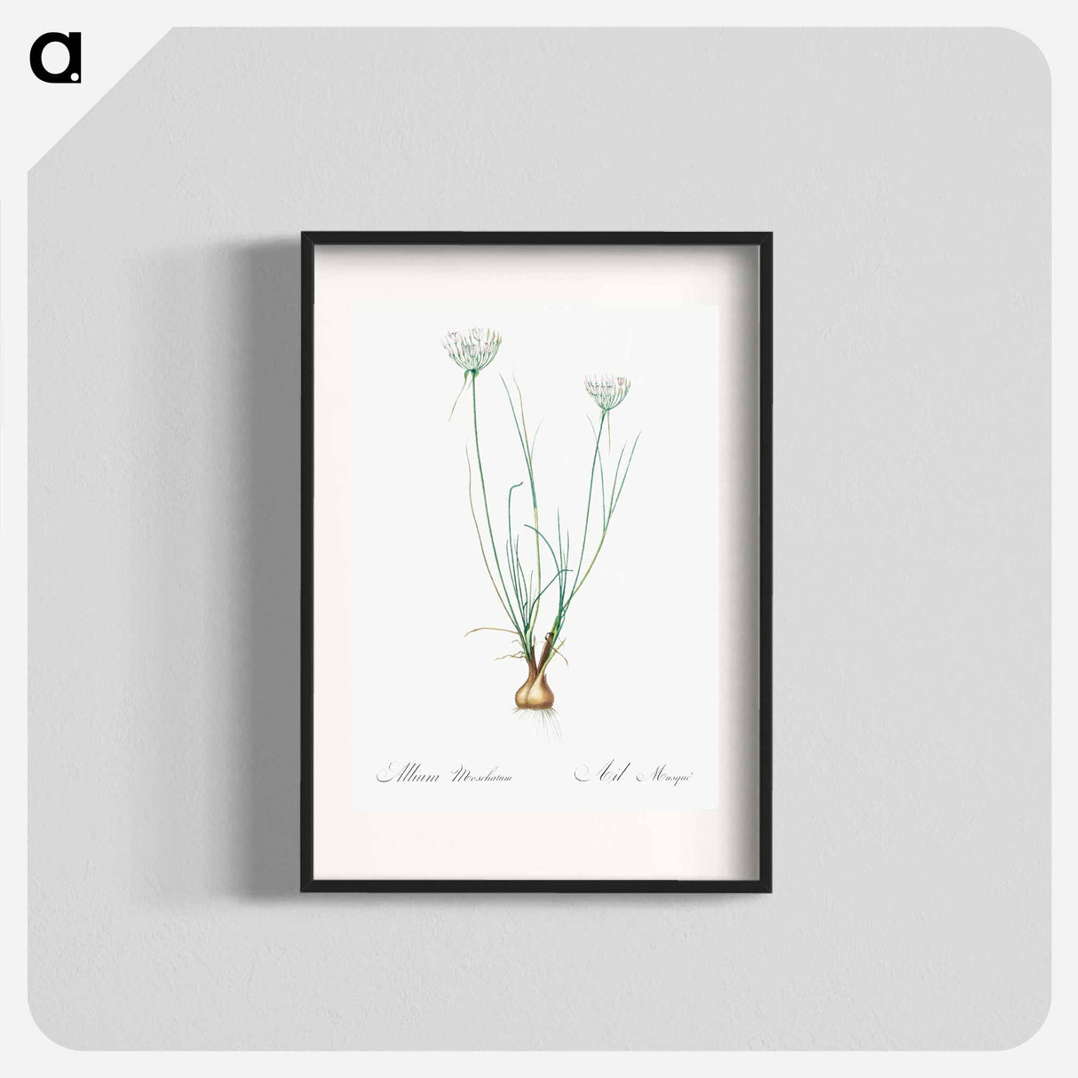 Allium moschatum illustration - Pierre Joseph Redouté Poster.