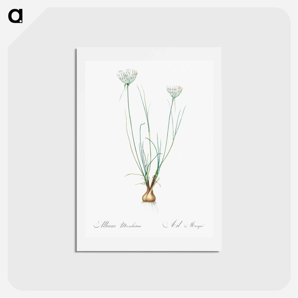 アートポストカード-Allium moschatum illustration - ピエール ジョゼフ ルドゥーテ Postcard.