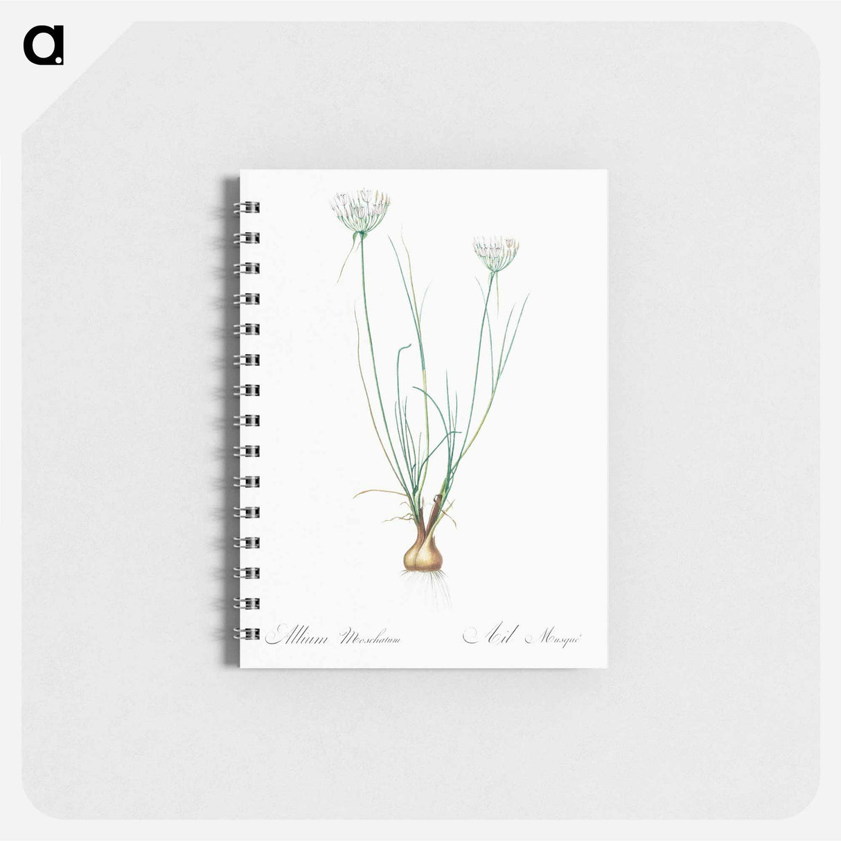 アートメモ帳-Allium moschatum illustration - ピエール ジョゼフ ルドゥーテ Memo.