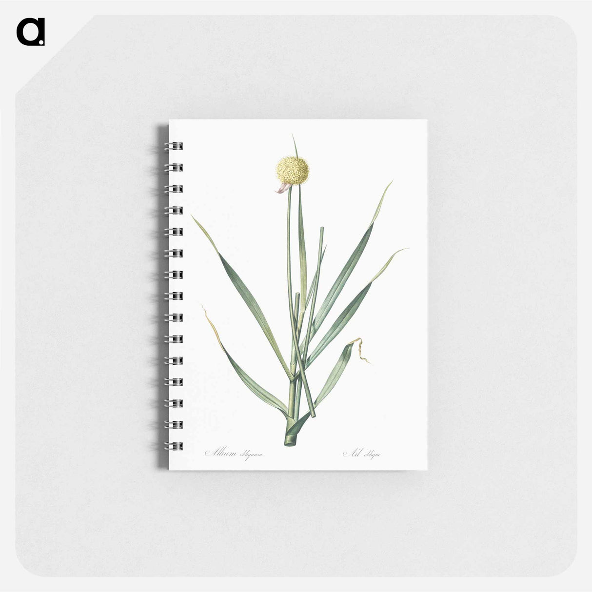 Lopsided onion illustration from Les liliacées - ピエール ジョゼフ ルドゥーテ Memo.