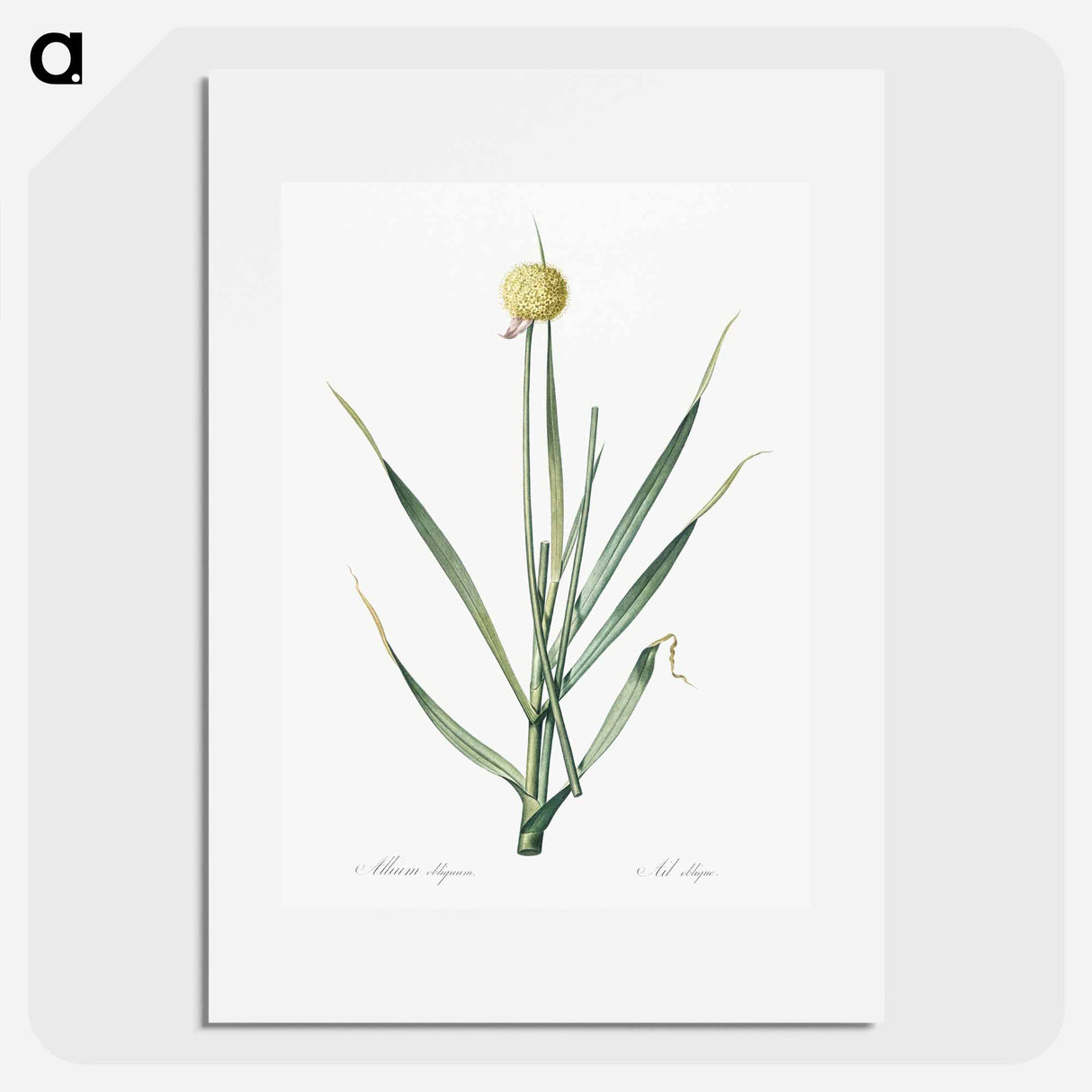 Lopsided onion illustration from Les liliacées - Pierre Joseph Redouté Poster.
