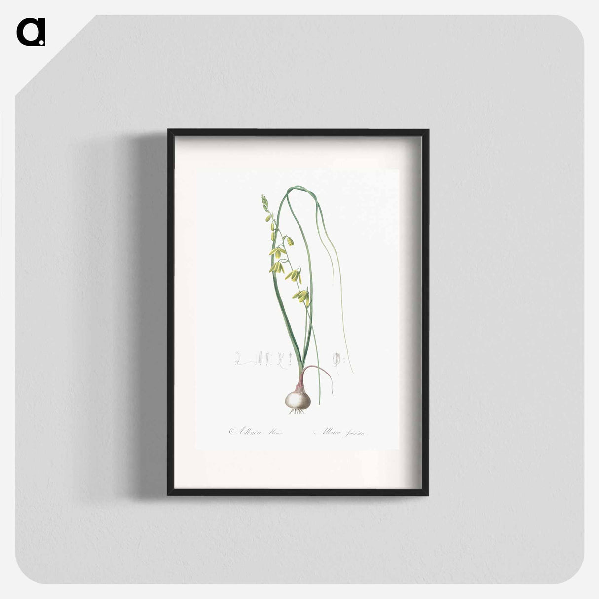 アートポスター-Albuca illustration - ピエール ジョゼフ ルドゥーテ Poster.