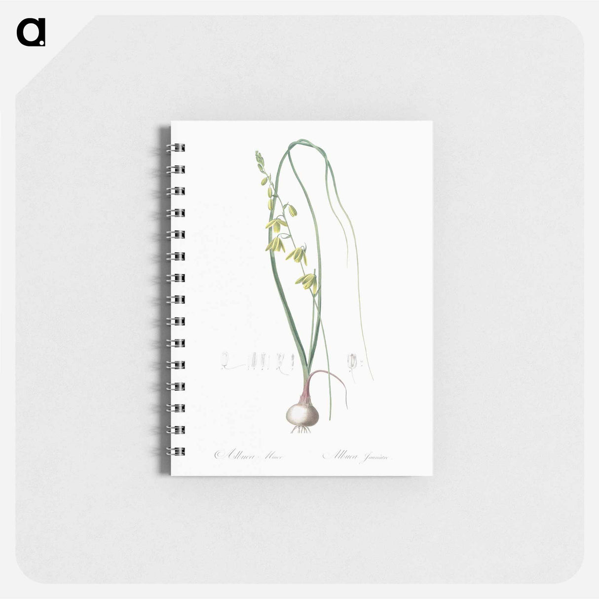 Albuca illustration - ピエール ジョゼフ ルドゥーテ Memo.