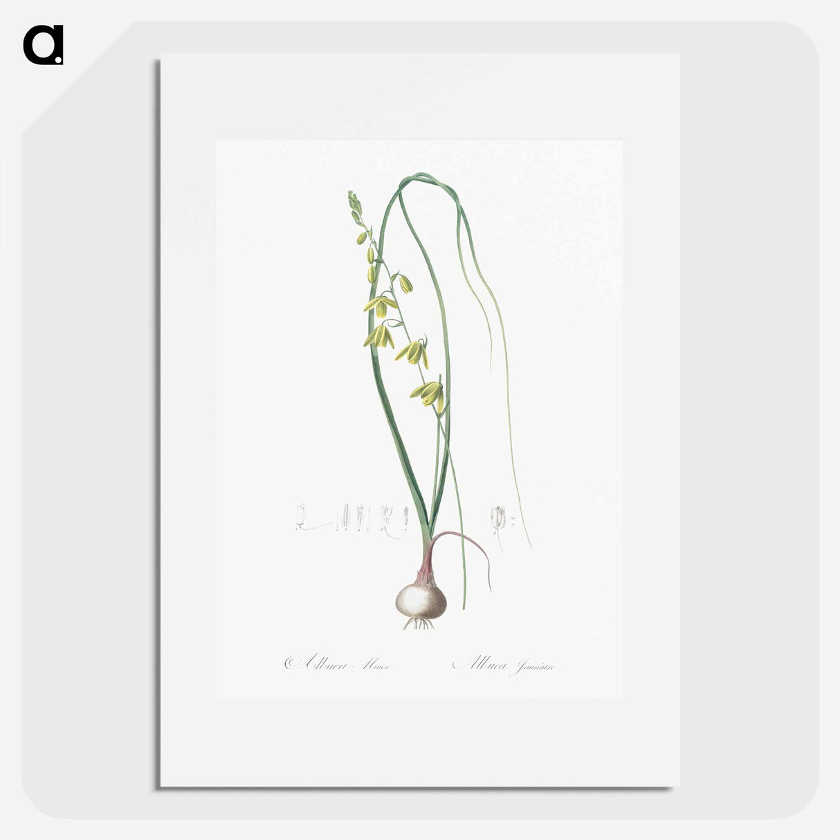 アートポスター-Albuca illustration - ピエール ジョゼフ ルドゥーテ Poster.