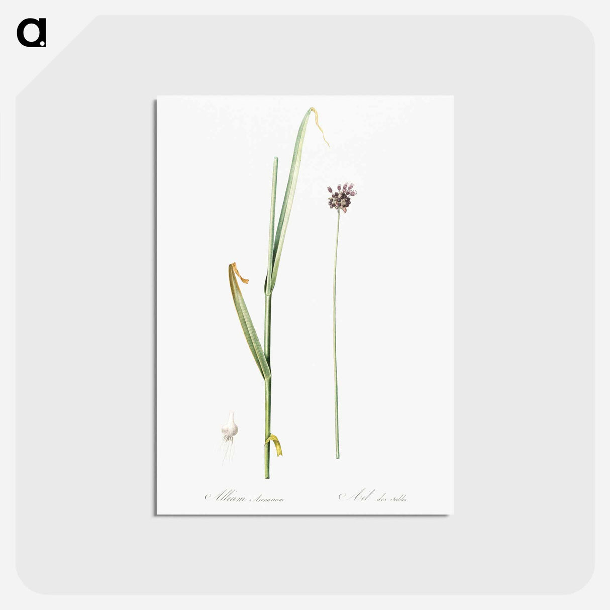 アートポストカード-Sand leek illustration - ピエール ジョゼフ ルドゥーテ Postcard.