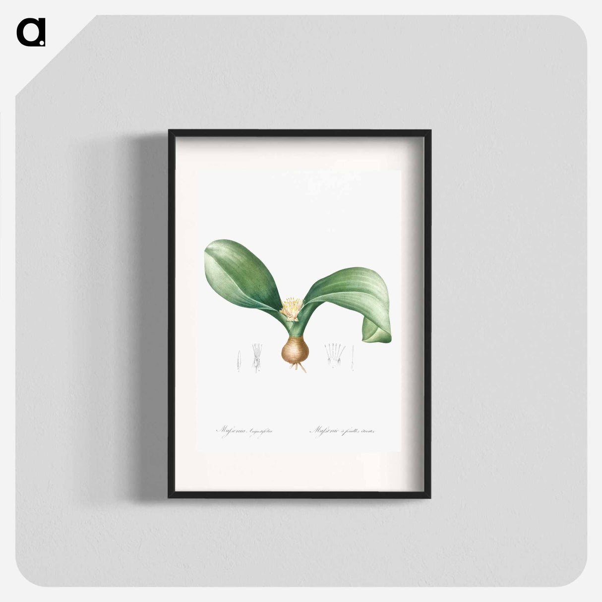 Hedgehog lily illustration - Pierre Joseph Redouté Poster.