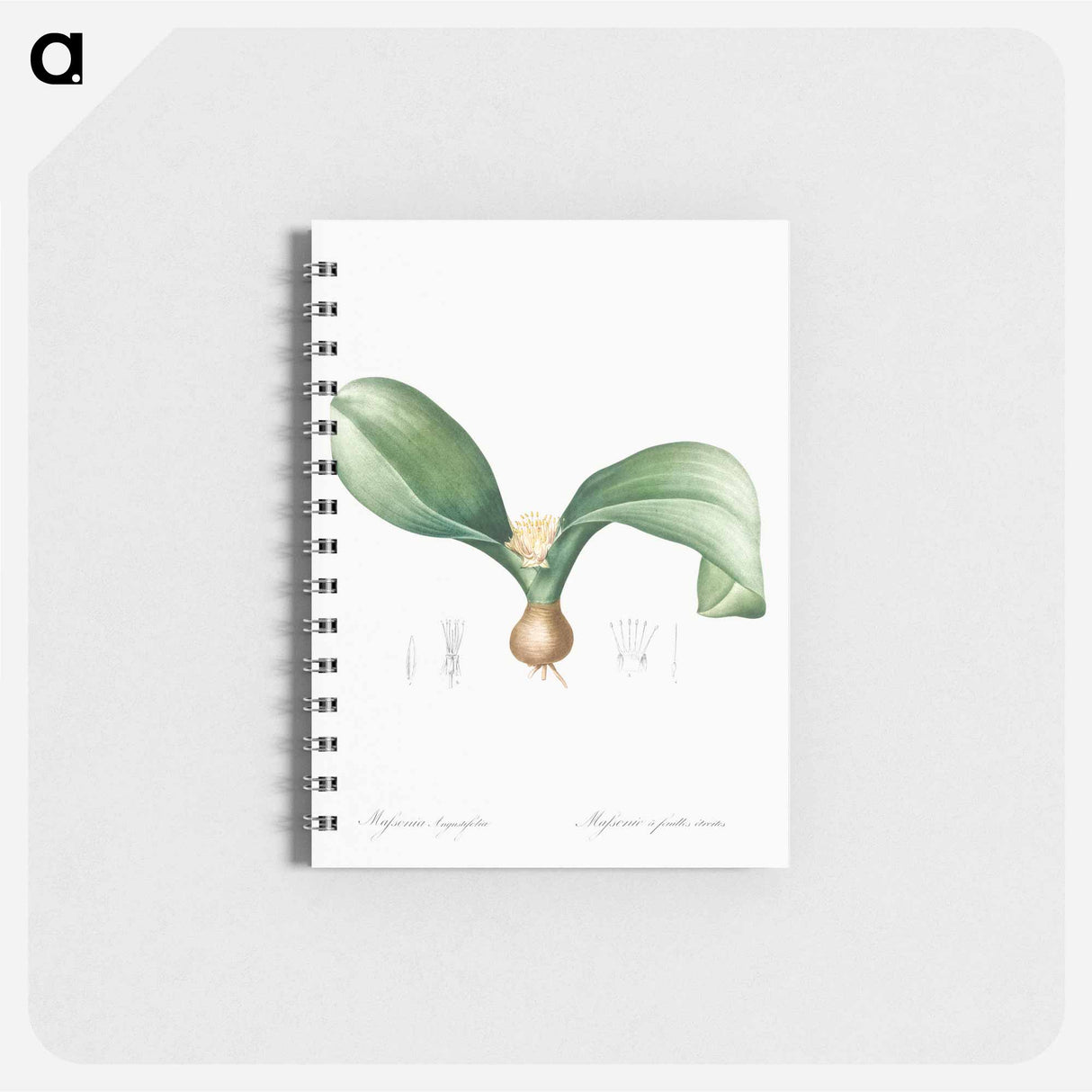 Hedgehog lily illustration - ピエール ジョゼフ ルドゥーテ Memo.