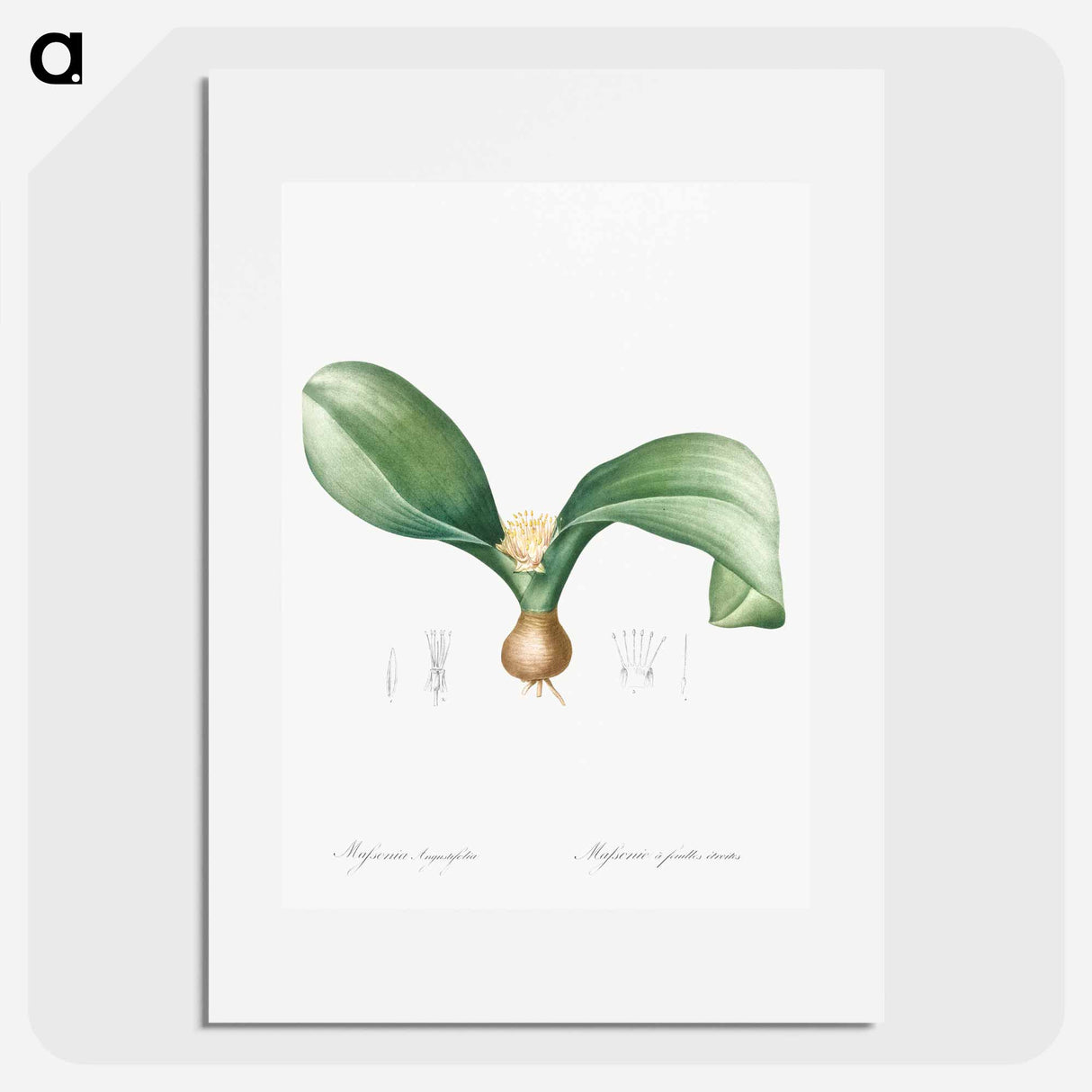 Hedgehog lily illustration - Pierre Joseph Redouté Poster.