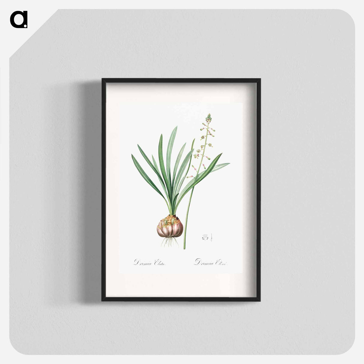 Satin squill illustration - Pierre Joseph Redouté Poster.