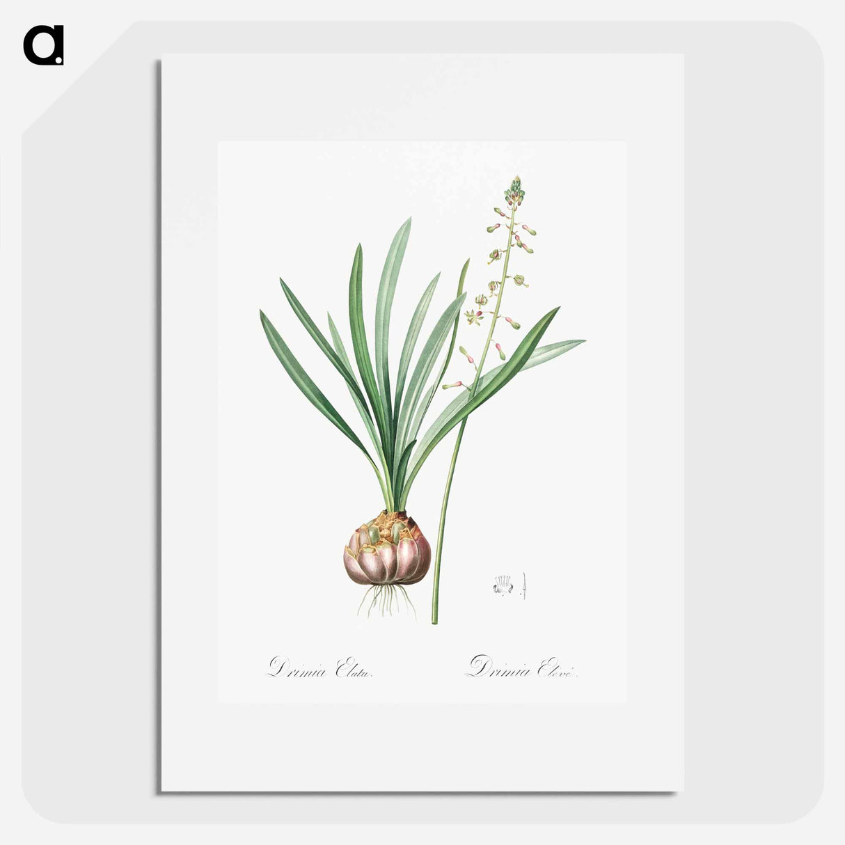 Satin squill illustration - Pierre Joseph Redouté Poster.