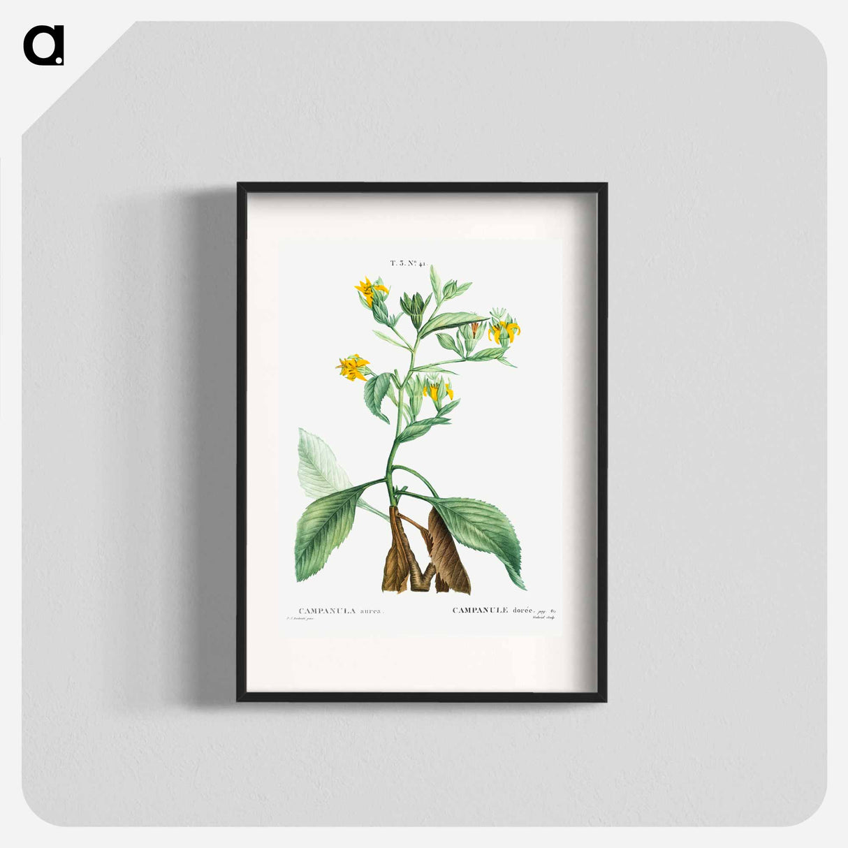 Musschia aurea (Campanula aurea) - Pierre Joseph Redouté Poster.