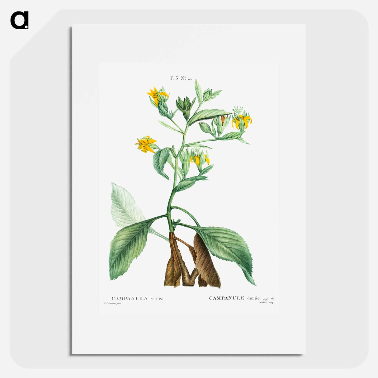 Musschia aurea (Campanula aurea) - Pierre Joseph Redouté Poster.