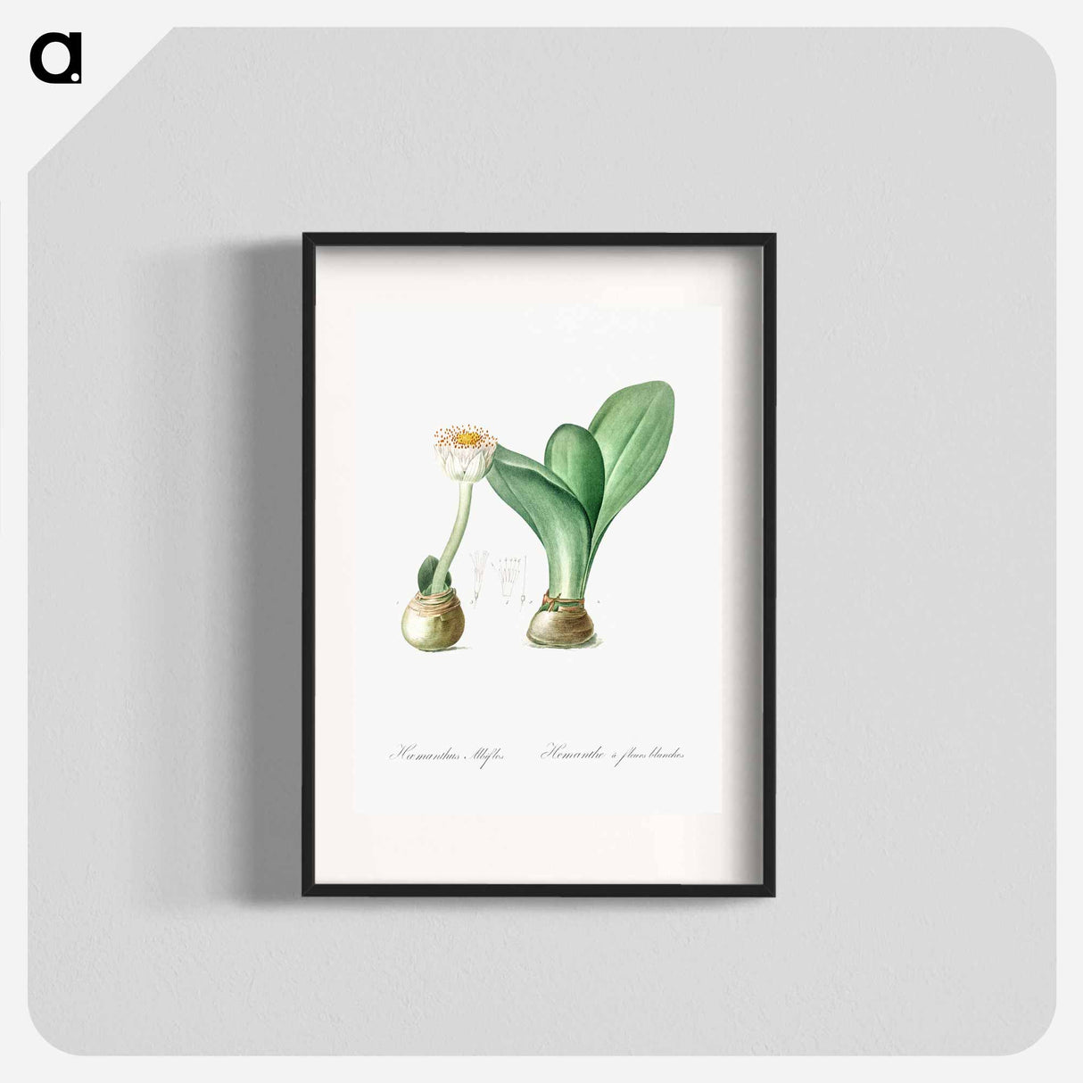 Paintbrush illustration from Les liliacées - Pierre-Joseph Redouté Poster.