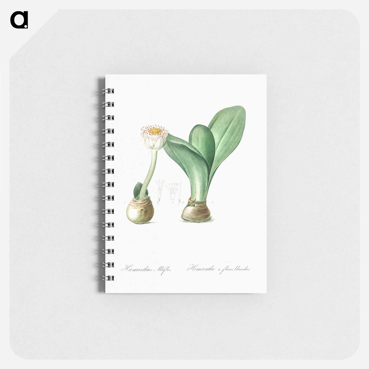 Paintbrush illustration from Les liliacées - ピエール ジョゼフ ルドゥーテ Memo.