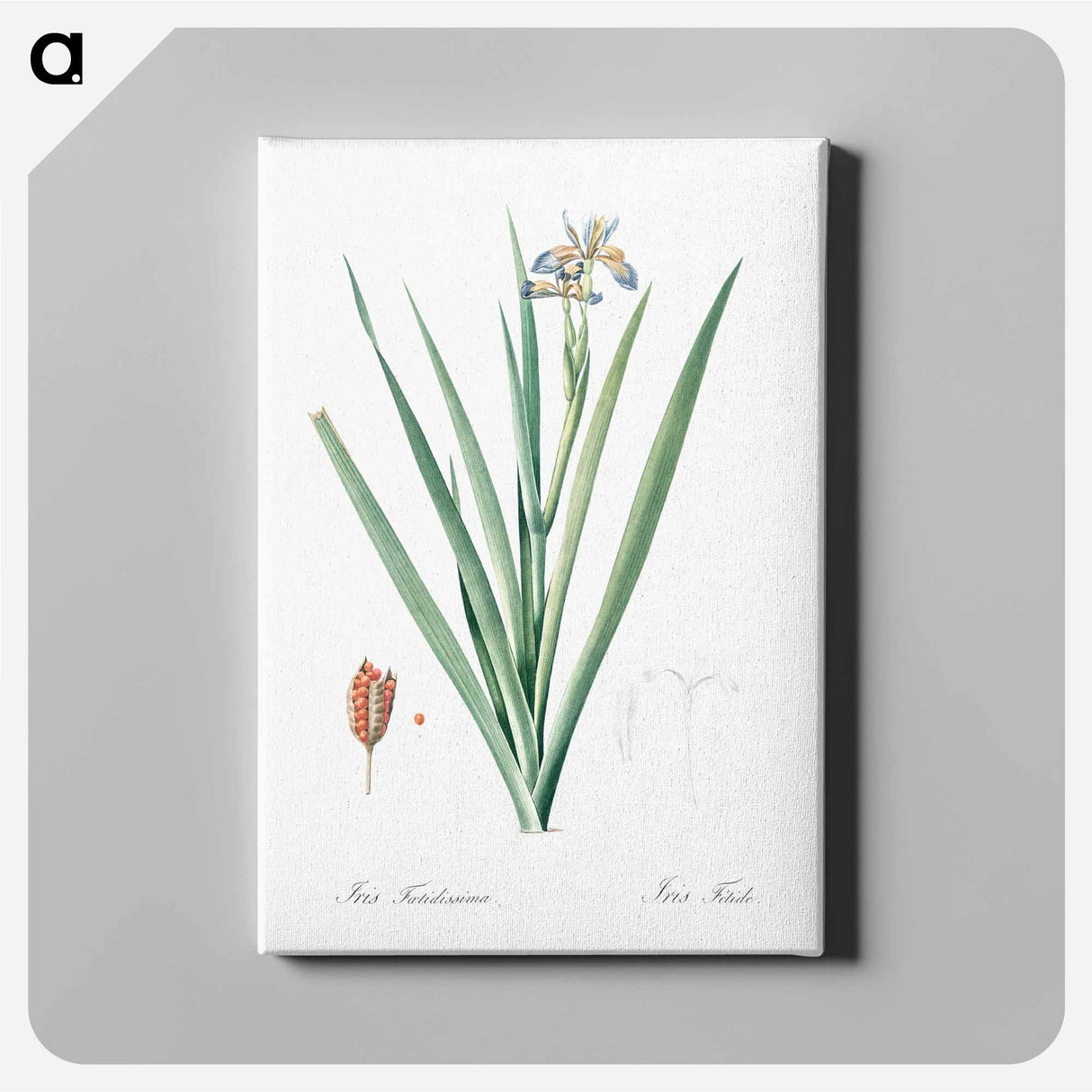 アートパネル-Stinking iris illustration - ピエール ジョゼフ ルドゥーテ Canvas.