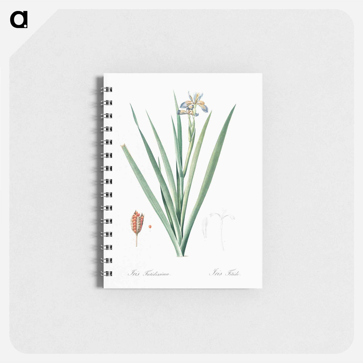 Stinking iris illustration - ピエール ジョゼフ ルドゥーテ Memo.
