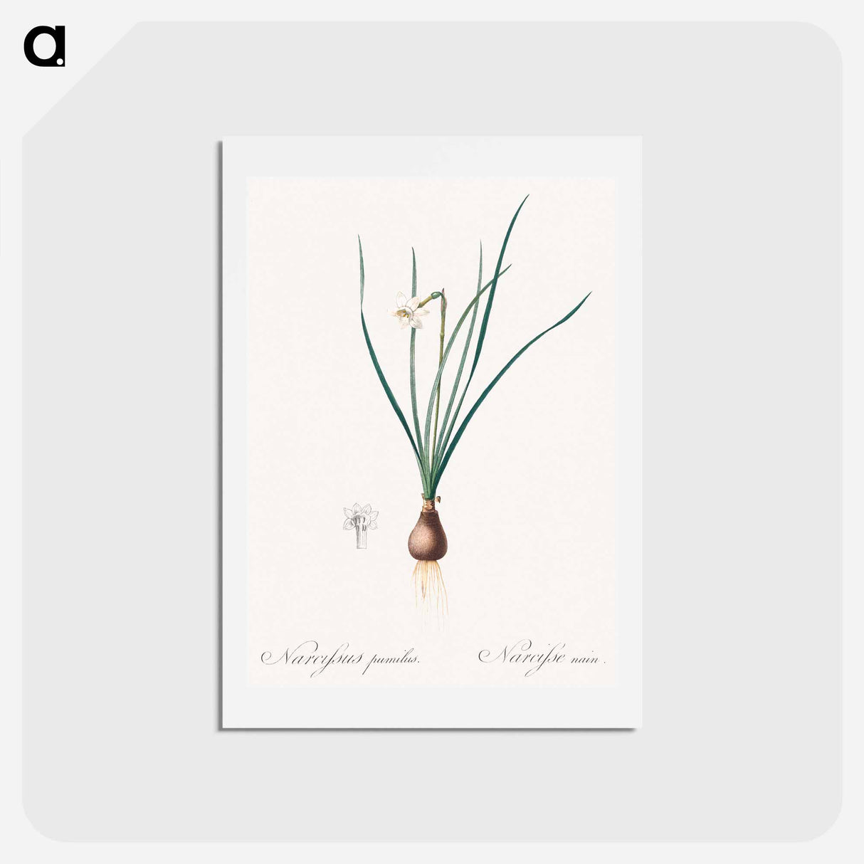 アートポストカード-Daffodils - ピエール ジョゼフ ルドゥーテ Postcard.