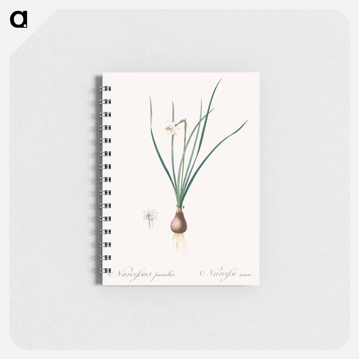 Daffodils - ピエール ジョゼフ ルドゥーテ Memo.