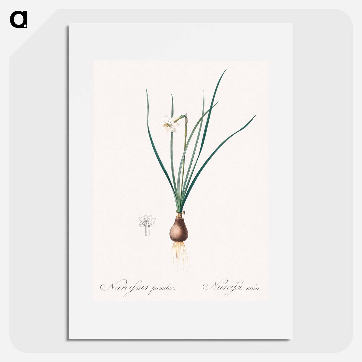 Daffodils - Pierre Joseph Redouté Poster.