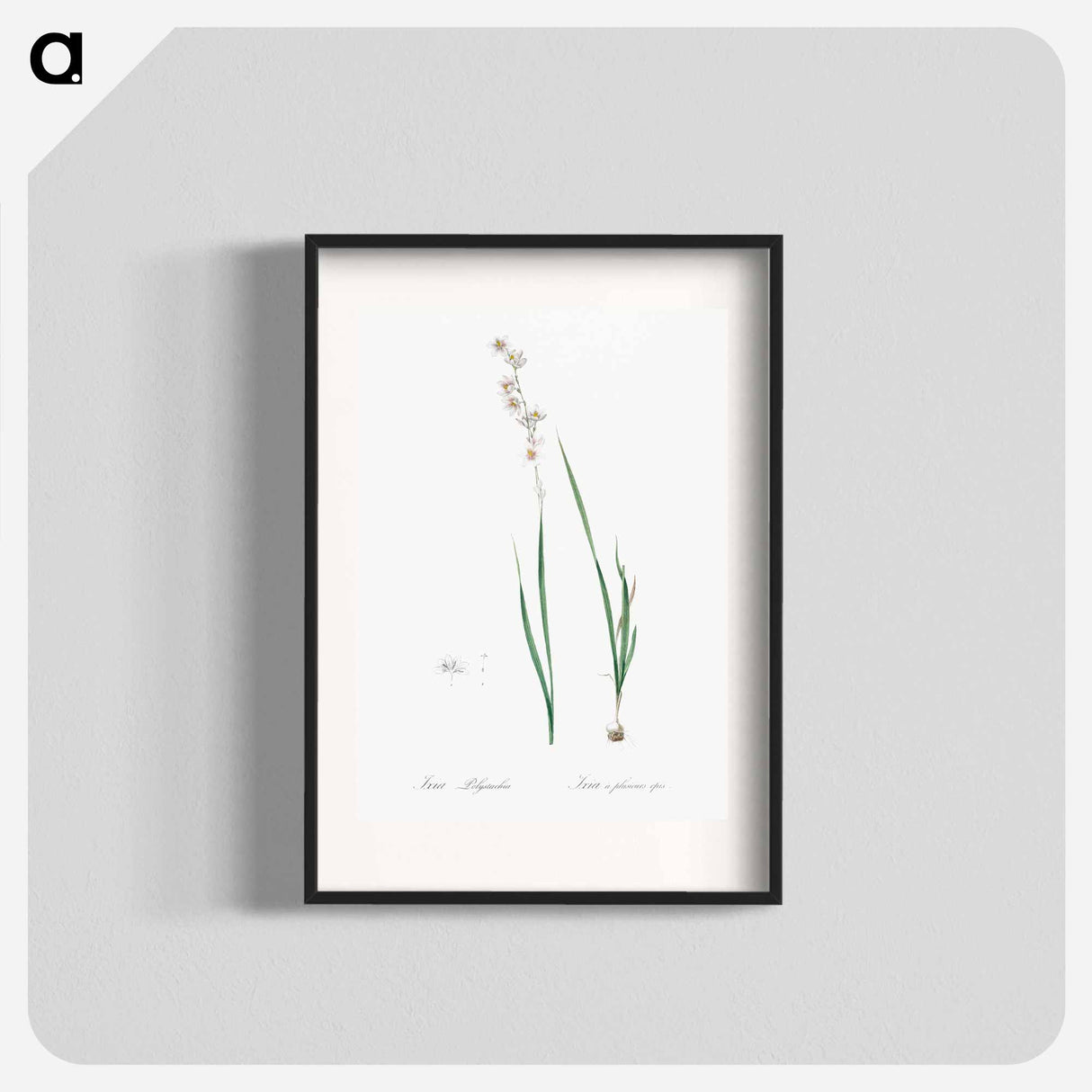 Ixia polystachia - Pierre Joseph Redouté Poster.