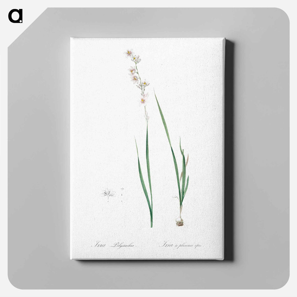 アートパネル-Ixia polystachia - ピエール ジョゼフ ルドゥーテ Canvas.