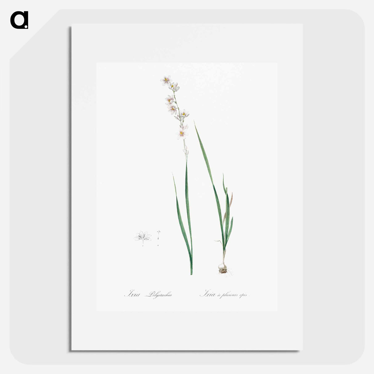 Ixia polystachia - Pierre Joseph Redouté Poster.