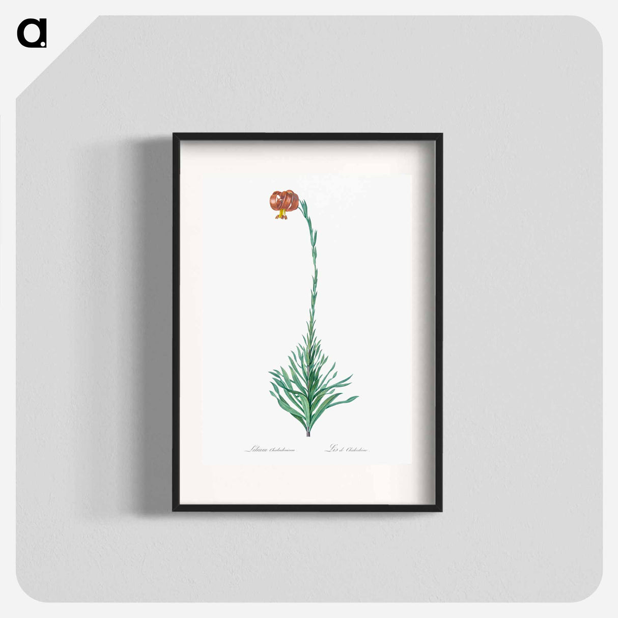 Scarlet martagon lily illustration - Pierre Joseph Redouté Poster.